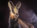 Chamois Portrait in Artistic Studio Lighting with Dark Background Royalty Free Stock Photo