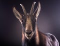 Chamois Portrait in Artistic Studio Lighting with Dark Background Royalty Free Stock Photo