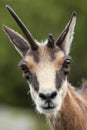 Chamois portrait with broken horn