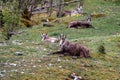 Chamois resting on the meadow in spring. Rupicapra rupicapra in Switzerland Royalty Free Stock Photo