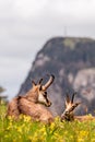 Chamois resting on the meadow in spring. Rupicapra rupicapra in Switzerland Royalty Free Stock Photo