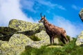 Chamois. Agile goat-antelope found in mountains of Europe.