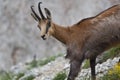 Chamois (Rupicapra Carpatica) Royalty Free Stock Photo