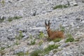 Chamois (Rupicapra Carpatica) Royalty Free Stock Photo