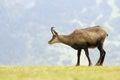 Chamois (Rupicapra carpatica)