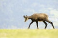 Chamois (Rupicapra carpatica) Royalty Free Stock Photo