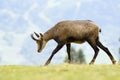 Chamois (Rupicapra carpatica) standing on hillside.