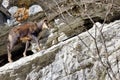 Chamois (Rupicapra Carpatica) Royalty Free Stock Photo