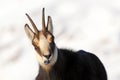 Chamois - rupicapra, detail view Royalty Free Stock Photo