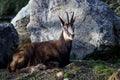 Chamois rupicapra rupicapra lying on the ground Royalty Free Stock Photo