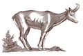 Chamois rupicapra in profile view standing in a landscape