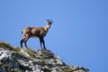Chamois Rupicapra rupicapra on a rock in the Pirin Mountains, Bulgaria. Isolated on a clear blue sky