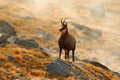 Chamois, Rupicapra rupicapra, on the rocky hill with autumn grass, mountain in Gran PAradiso, Italy. Wildlife scene in nature. Ani