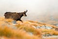 Chamois, Rupicapra rupicapra, on the rocky hill with autumn grass, mountain in Gran PAradiso, Italy. Wildlife scene in nature.