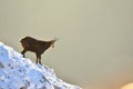 Chamois Rupicapra rupicapra Royalty Free Stock Photo