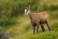 Chamois - Rupicapra rupicapra Royalty Free Stock Photo