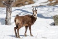 Chamois (Rupicapra rupicapra)