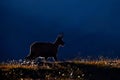Chamois, Rupicapra rupicapra, in the green grass, evening sunset back light, Gran Paradiso, Italy. Horned animal in the Alp. Wildl Royalty Free Stock Photo