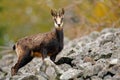 Chamois, Rupicapra rupicapra, in the green grass, grey rock in background, Gran Paradiso, Italy. Animal in the Alp. Wildlife scene Royalty Free Stock Photo