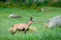 Chamois, Rupicapra rupicapra, in the green grass, grey rock in background, Gran Paradiso, Italy. Horned animal in the Alp. Royalty Free Stock Photo