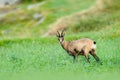 Chamois, Rupicapra rupicapra, in the green grass, grey rock in background, Gran Paradiso, Italy. Horned animal in the Alp. Wildlif Royalty Free Stock Photo