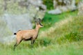 Chamois, Rupicapra rupicapra, in the green grass, grey rock in background, Gran Paradiso, Italy. Horned animal in the Alp. Wildlif Royalty Free Stock Photo