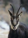 Chamois (rupicapra rupicapra) head and shoulders