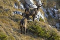 Chamois Rupicapra rupicapra, marking territory Royalty Free Stock Photo