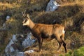 Chamois - rupicapra rupicapra