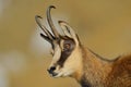 Chamois (rupicapra rupicapra)