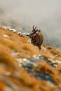 Chamois, Rupicapra rupicapra, on the rocky hill with autumn grass, mountain in Gran PAradiso, Italy. Wildlife scene in nature. Royalty Free Stock Photo