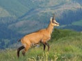 Chamois ( Rupicapra rupicapra)