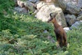 A chamois in the Ecrins National Park Royalty Free Stock Photo