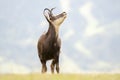Chamois standing in meadow, looking up