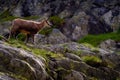 Chamois, Rupicapra rupicapra tatranica, on the rocky hill, stone in background, Vysoke Tatry NP, Slovakia. Wildlife scene with