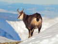 Chamois - rupicapra, Tatras Royalty Free Stock Photo