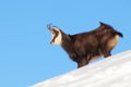 Chamois - rupicapra, Tatras Royalty Free Stock Photo