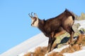 Chamois - rupicapra, Tatras Royalty Free Stock Photo