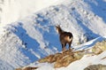 Chamois - rupicapra, Tatras Royalty Free Stock Photo