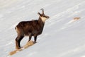 Chamois - rupicapra, Tatras