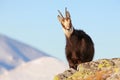 Chamois - rupicapra, Tatras Royalty Free Stock Photo