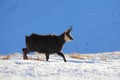 Chamois - rupicapra, Tatras