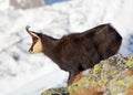 Chamois - rupicapra, Tatras Royalty Free Stock Photo