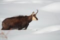 Chamois on the snow Royalty Free Stock Photo