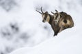 Chamois in the snow of the alps