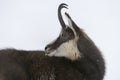 Chamois in the snow of the alps Royalty Free Stock Photo