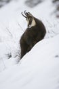 Chamois in the snow of the alps Royalty Free Stock Photo