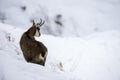 Chamois in the snow of the alps Royalty Free Stock Photo