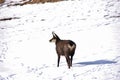Chamois in the snow, Valnontey, Italy