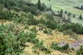 Chamois is species of goat antelope lives on rocky mountain in Swiss Alps Royalty Free Stock Photo